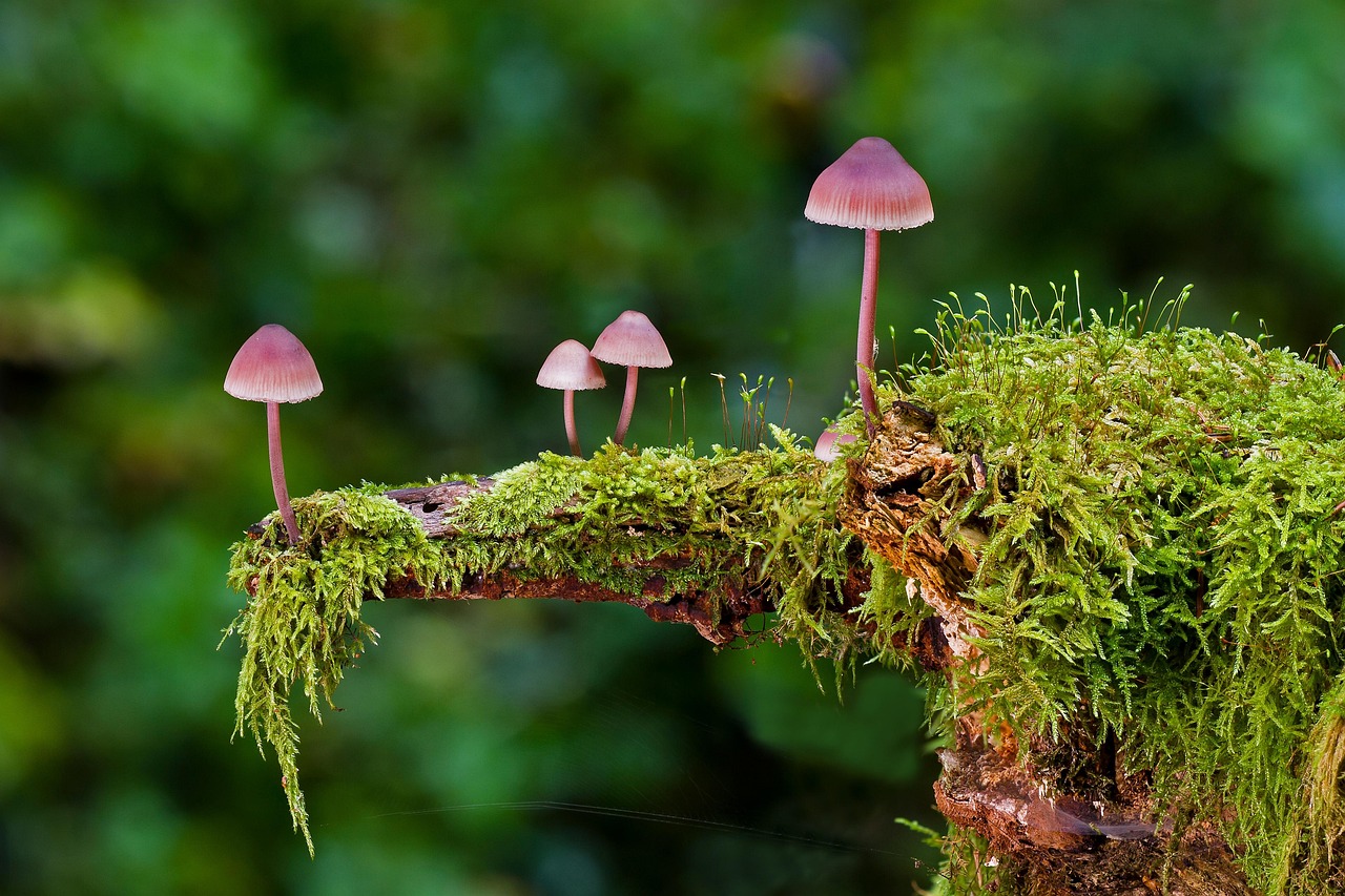 mushrooms, moss, wild mushrooms, spores, sponge, fungi, fruiting body, mushroom disks, fungal species, mushroom species, mycology, forest mushrooms, small mushrooms, nature, close up, mushrooms, mushrooms, mushrooms, mushrooms, mushrooms, moss, moss